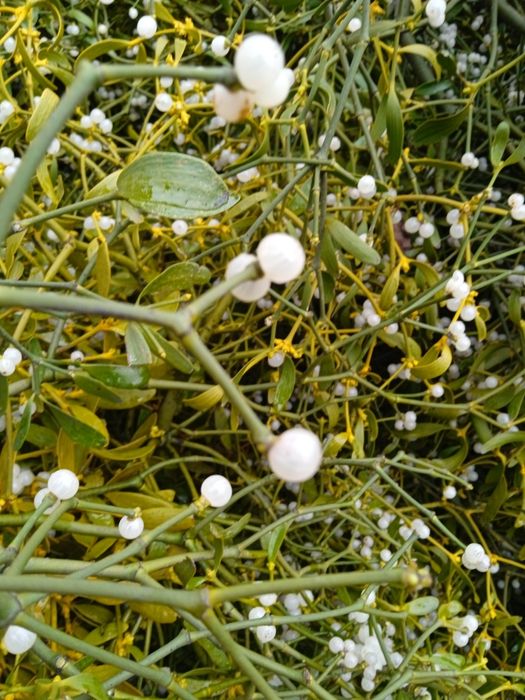 Vând vâsc la angro