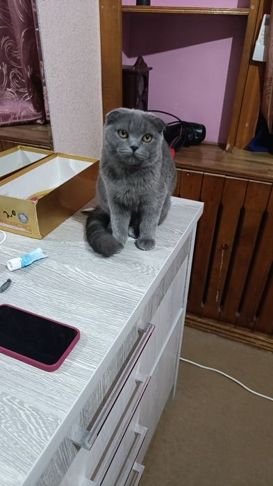 Продам кошку девочка 7 месяцев