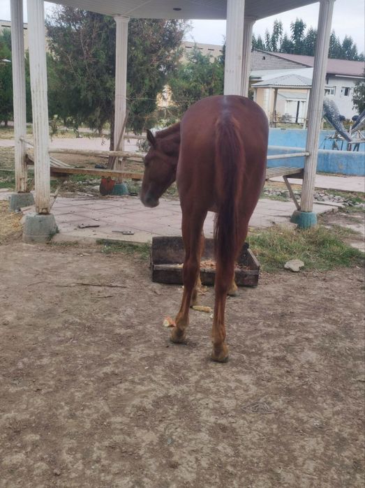 Ot sotiladi Ayg'ir Bir yarim yosh boyi 150balan