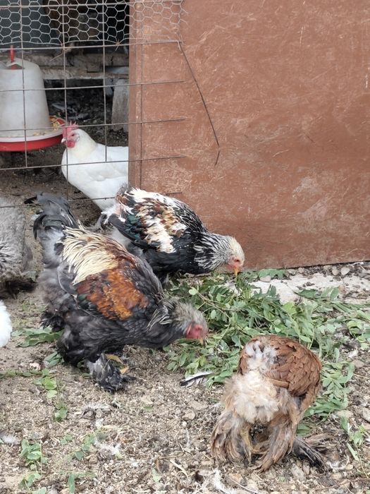 Cocoși Brahma somon și alte rase și metiși