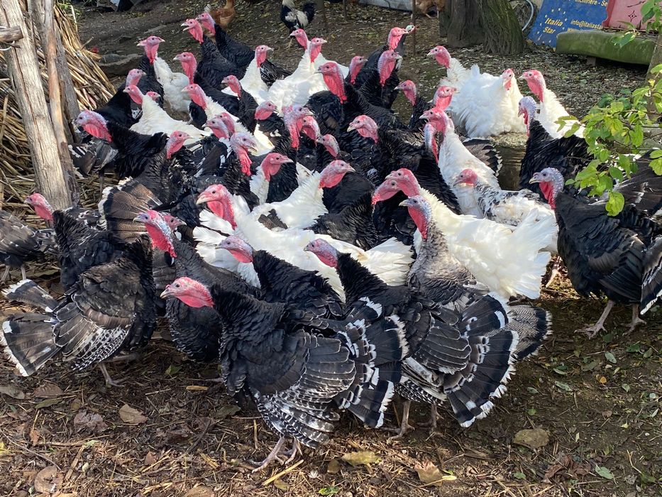 Vand curci de anul acesta