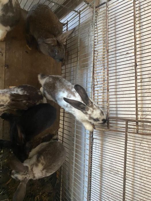 Vând iepurași de doar 2 luni