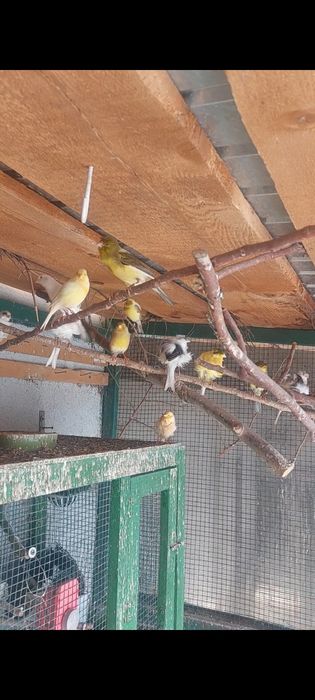 Canari  Timbrado de vânzare Argeș