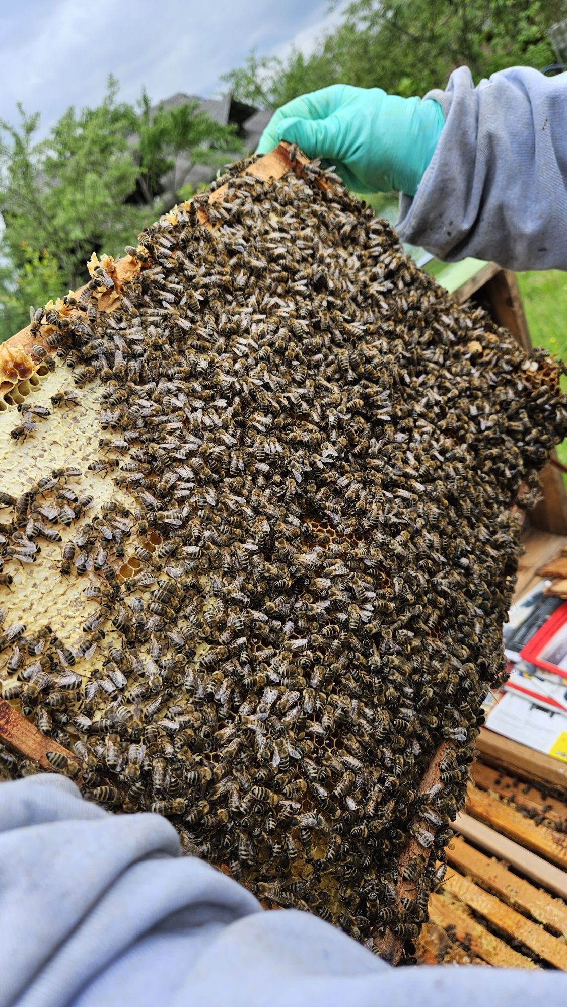 Vand familii de albine 450-500 negociabil
