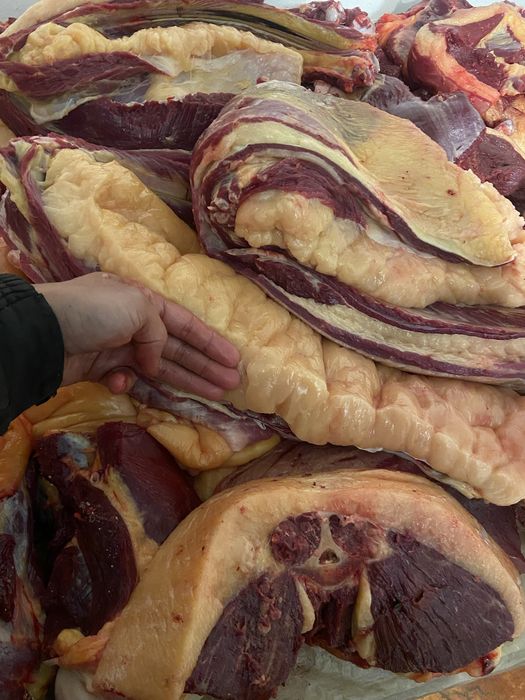 Жирное жирная Конина мясо жылкы ет байтал