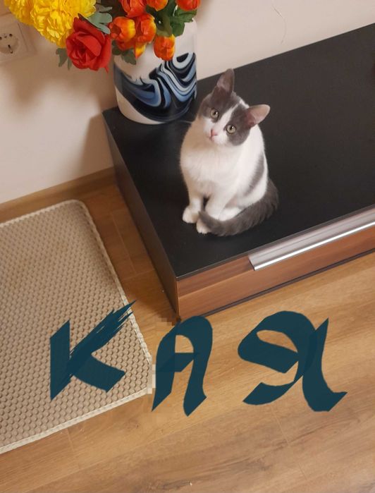 Кая и Мони търсят дом