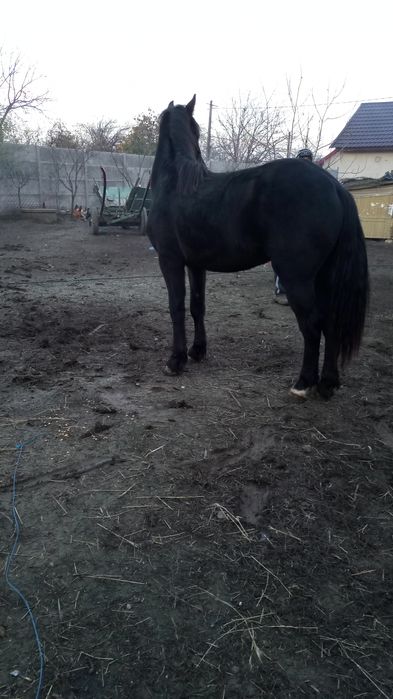 Mânz metis de Frizian