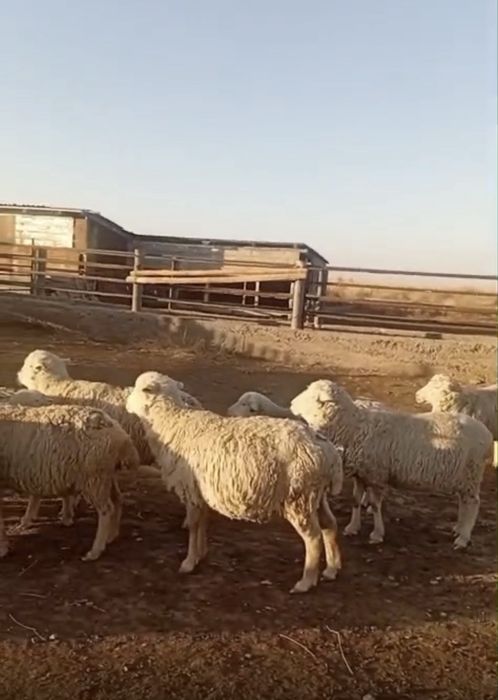 Семіз қойлар сатылады