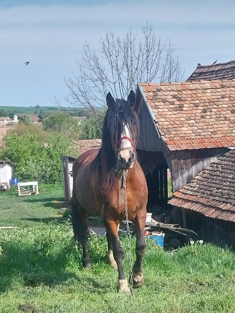 Vând iapa de 8 ani , detali la nr de telefon.