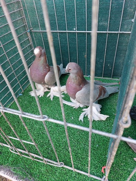 Jucatori de Botosani de vanzare