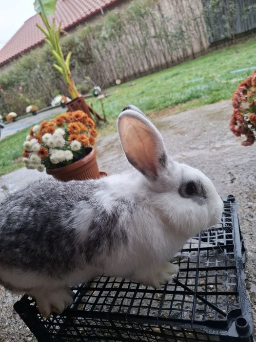 Vând iepuri Uriaș German Pestriț