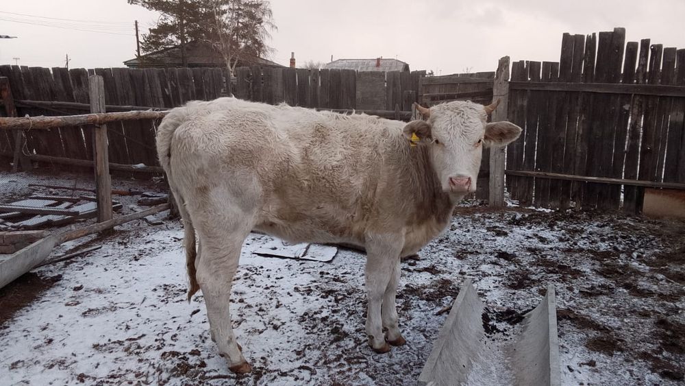 2.5жасар мал сатам