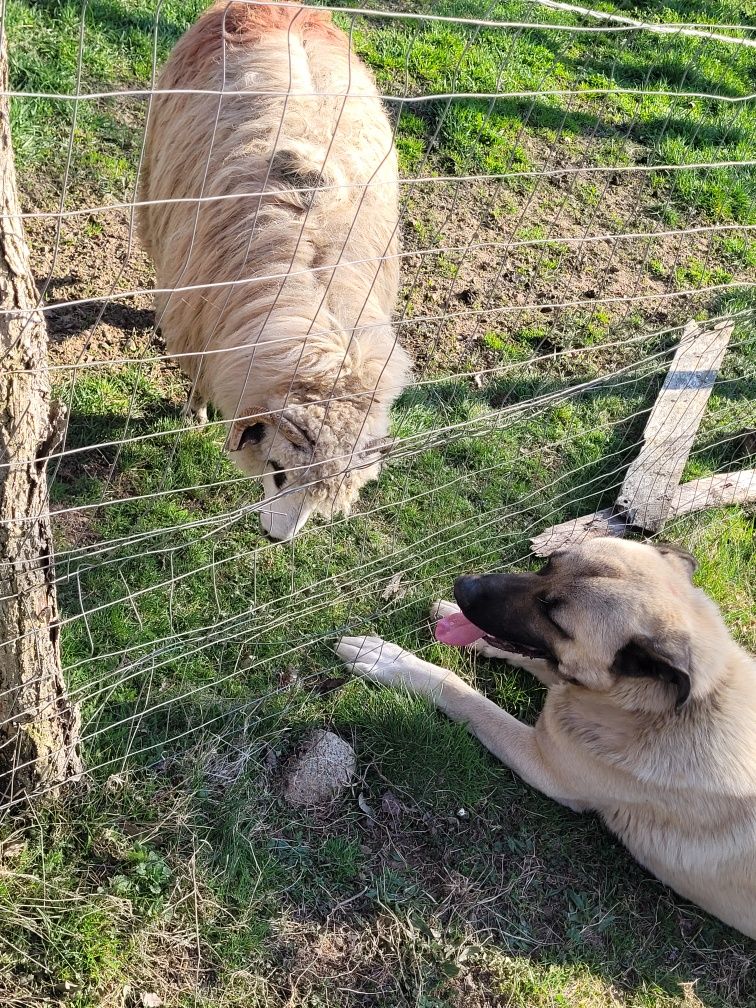 Vând kangal de 1 an și 4 luni