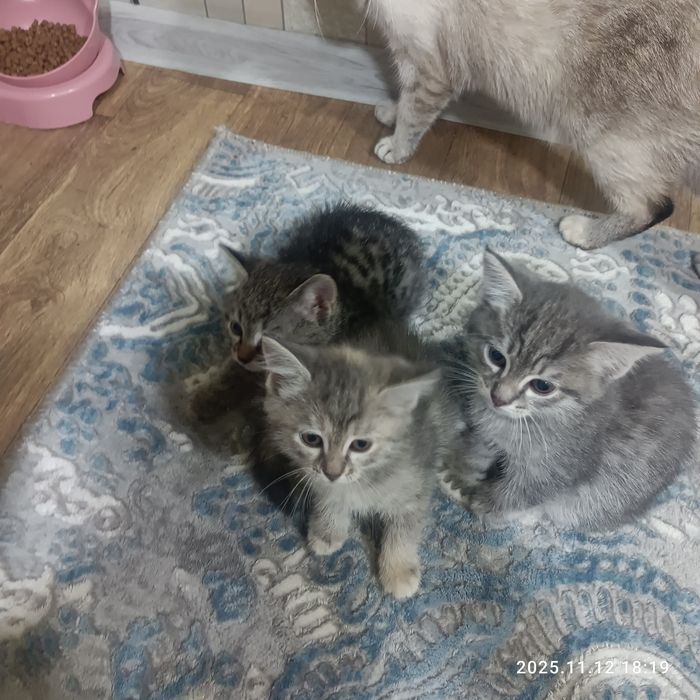 Бесплатно в хорошие руки