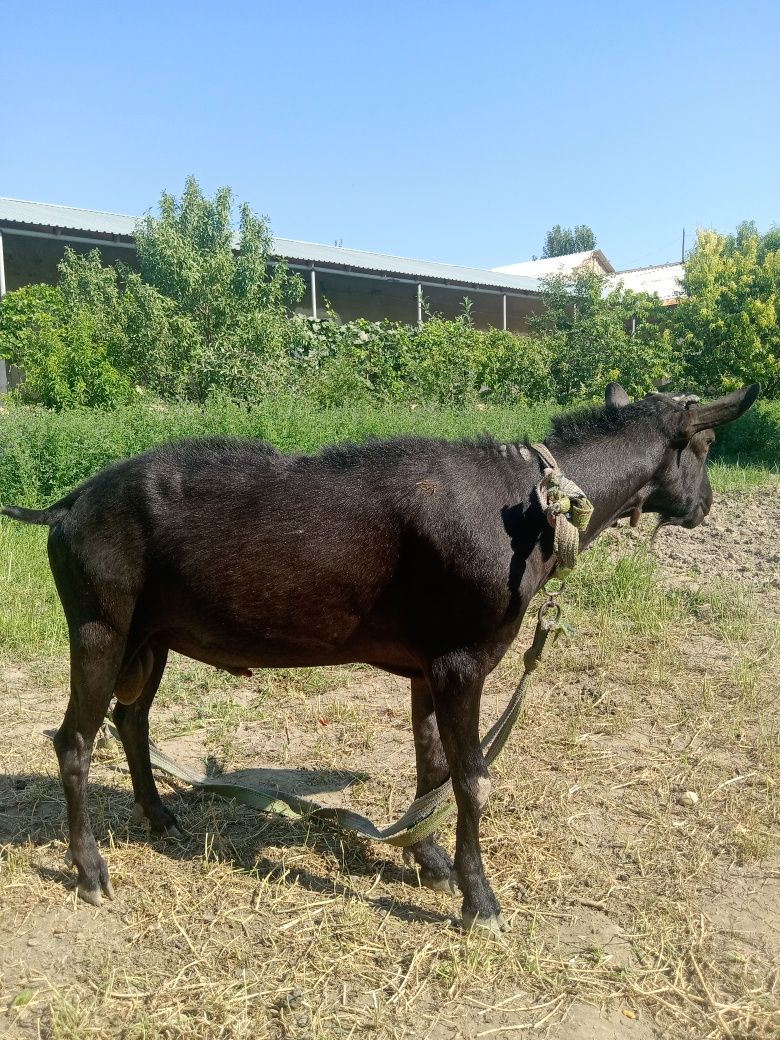Zanen zotli echkilar sotiladi jufti bilan