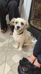 Donez caine shih tzu 7 luni