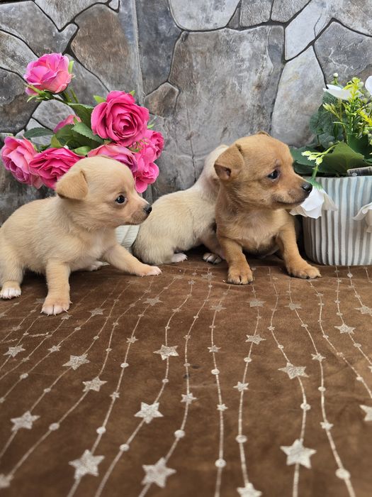 Мини чиху пинчери