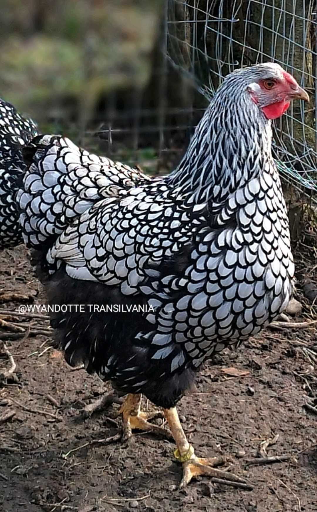 Oua pentru incubat Wyandotte argintiu - Wiandotte alb / negru