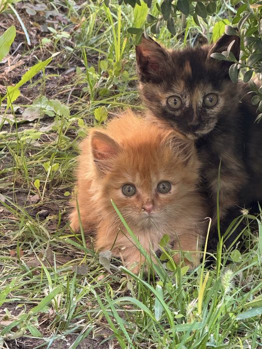 Котята.       1мес