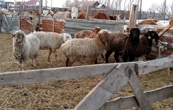Продам баранов,қой.