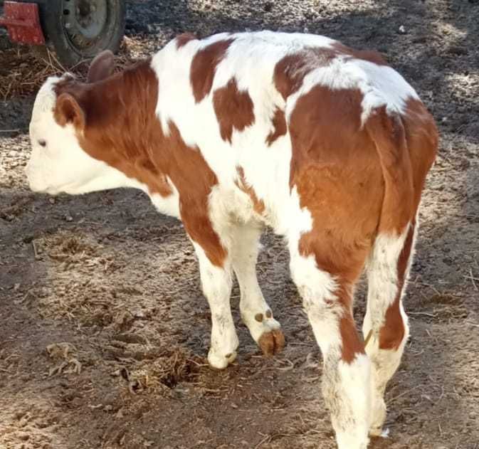Vaca cu tăuraș și vitea