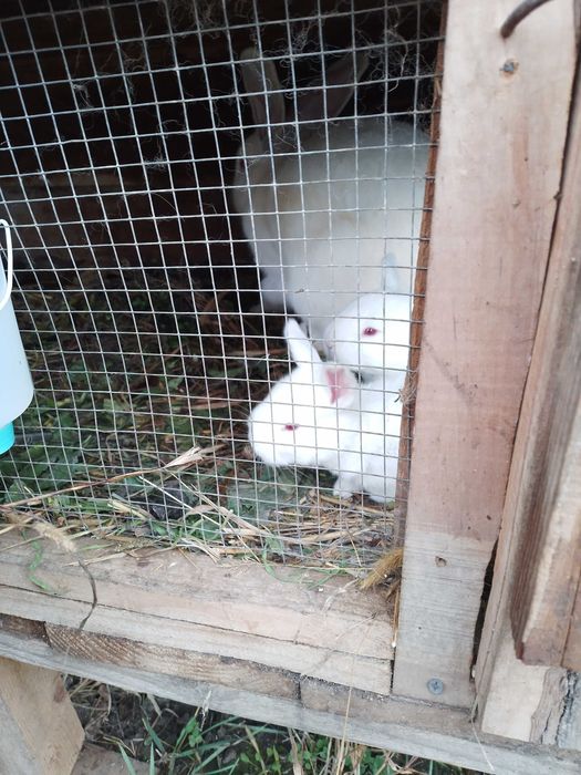 Iepurași de vânzare