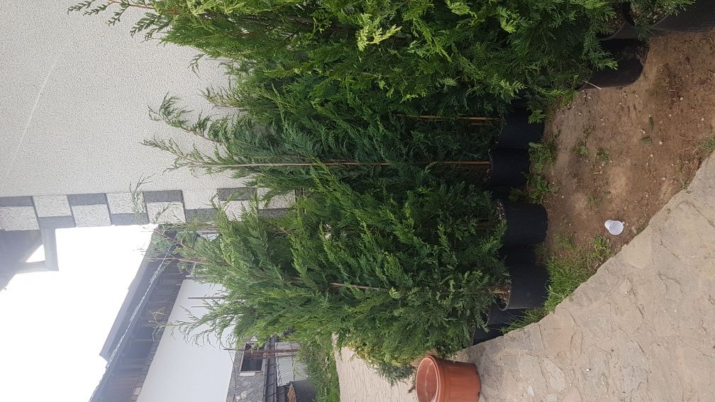 Specialitati plante de gradina