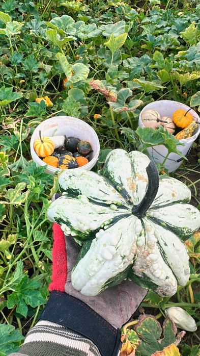 Dovleci decorativi, tărtăcuțe