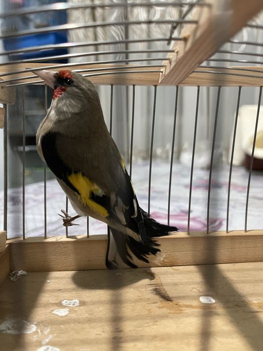 chij repl norchi чиж чижик репл