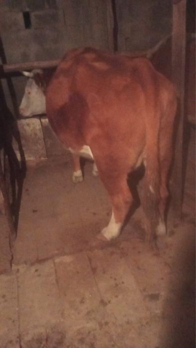 Айырбас жылқыға ( соғымға )