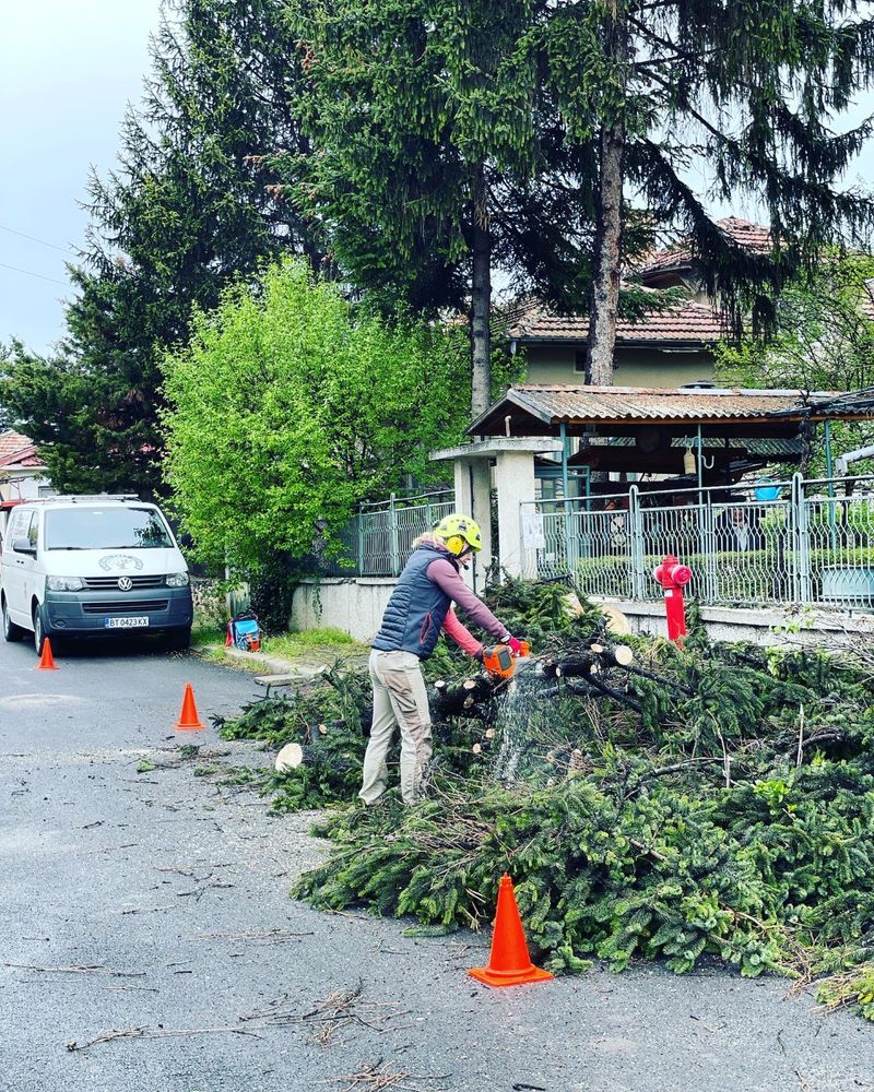 Премахване на опасни дървета, арборист, кастрене, рязане, клони