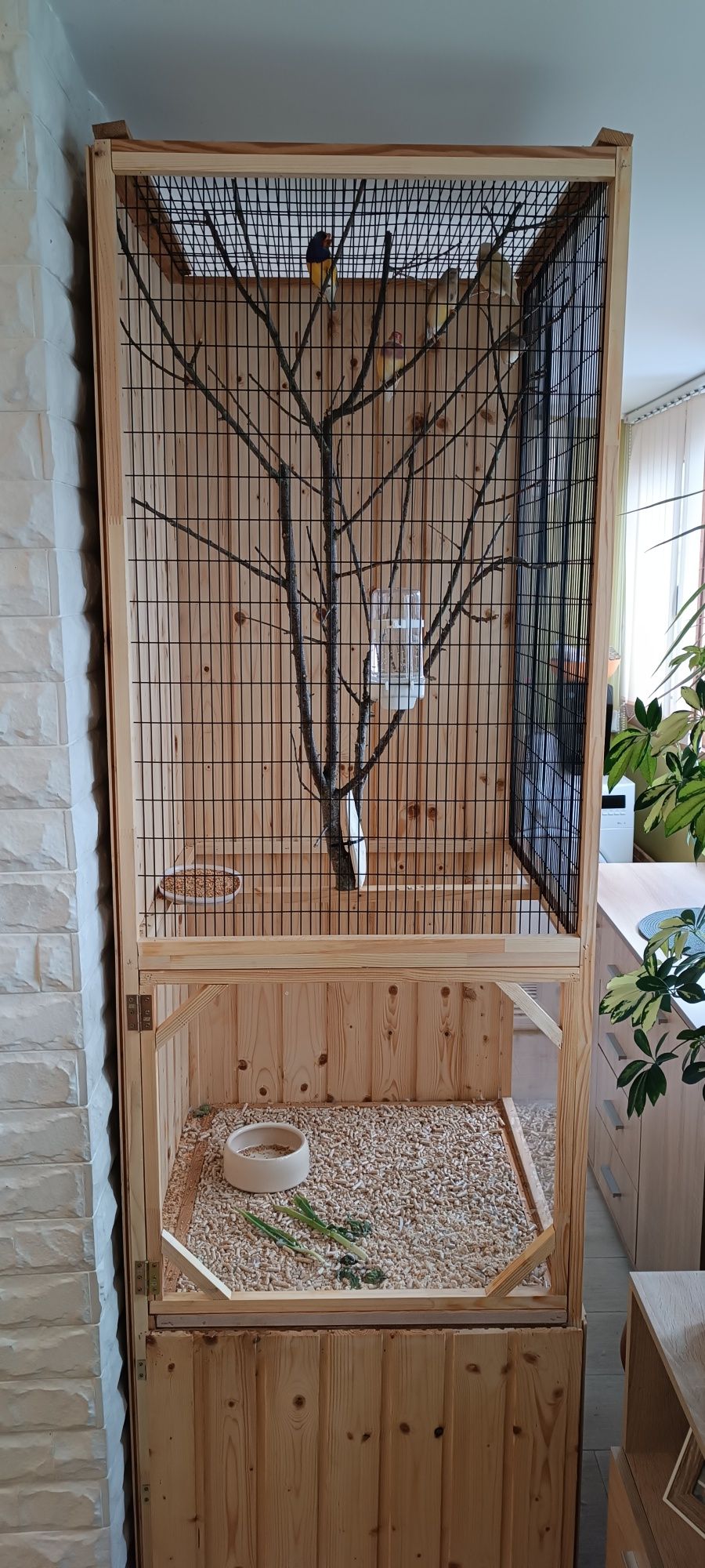 Дървена волиера + 5 гулдови амадини