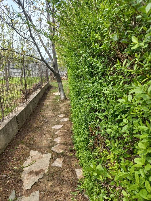 Изгородь. Легустра. Акация