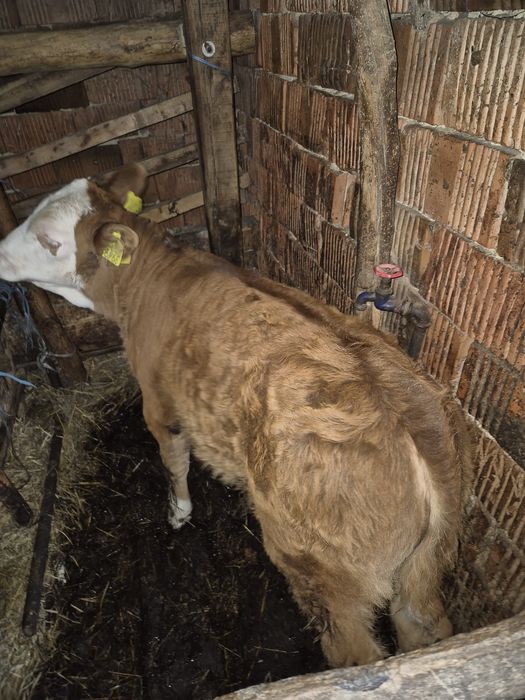 Vitea si vitel  Baltatii