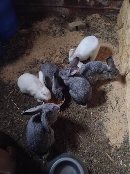 Vând iepuri de rasa