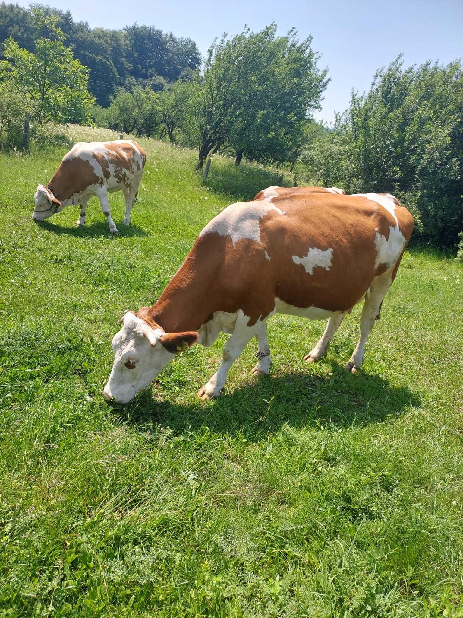 Baltata Romaneasca