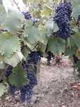 Vând struguri cabernet sauvignon