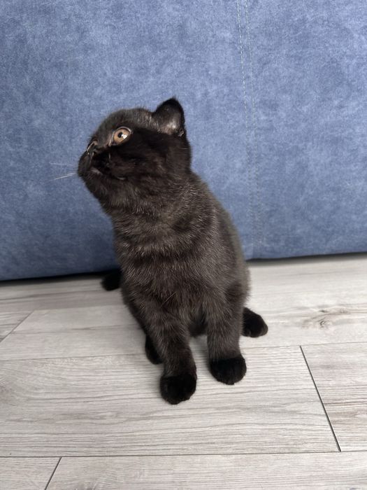 Pisoiaș de Elită, rasă pură Scottish Fold, cu Pedigree - poze reale