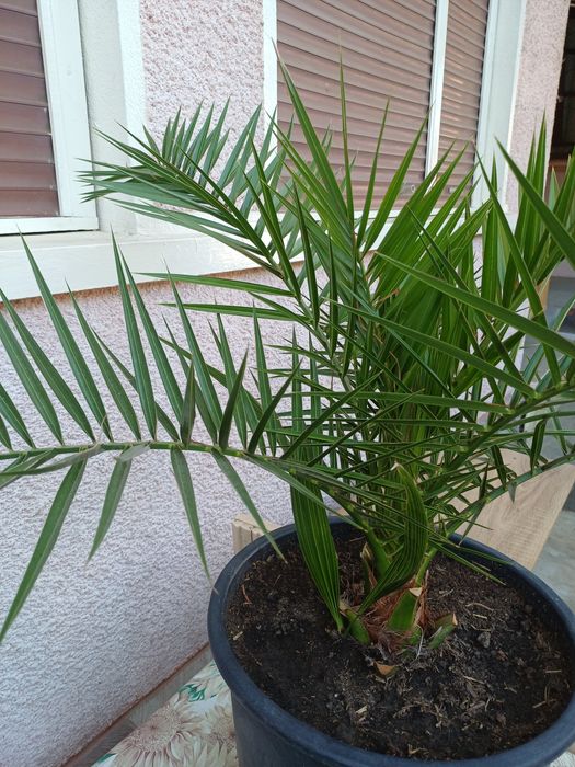 Palmieri washingtonia.-80 cm.