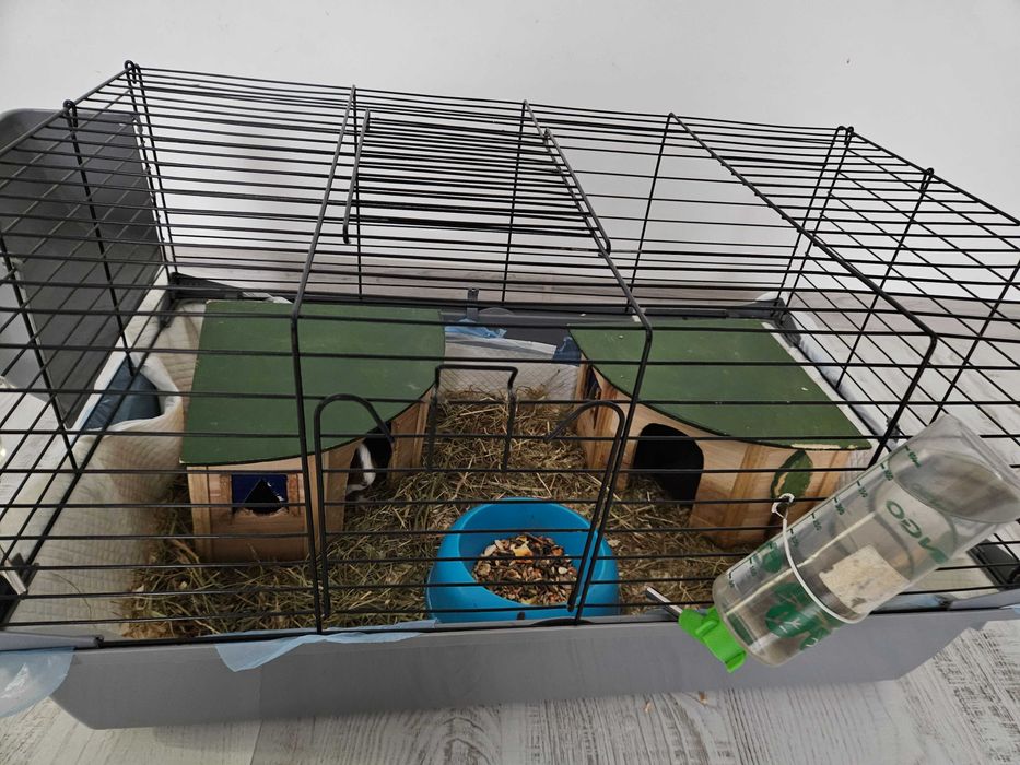 Porcușori de guineea