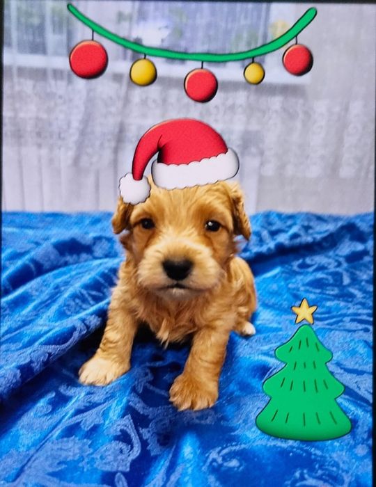 Продам очаровательного мальчика мальтипу