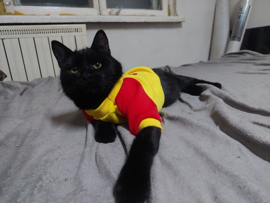 Кот ищет семью и дом