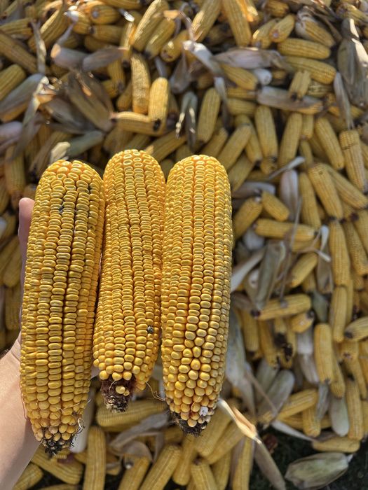 Vand porumb știuleți