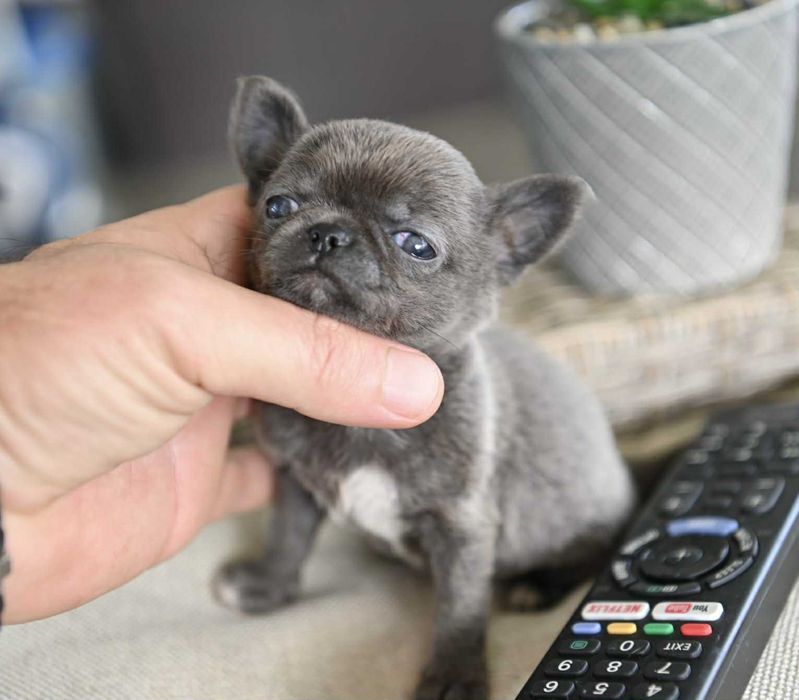 Женско миниатюрно чихуахуа синьо