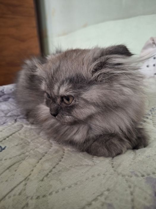 Scottish Fold Longhair