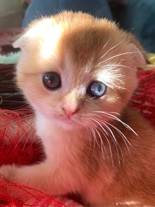 Продам котяток лялечек золотушек шиншиллят.