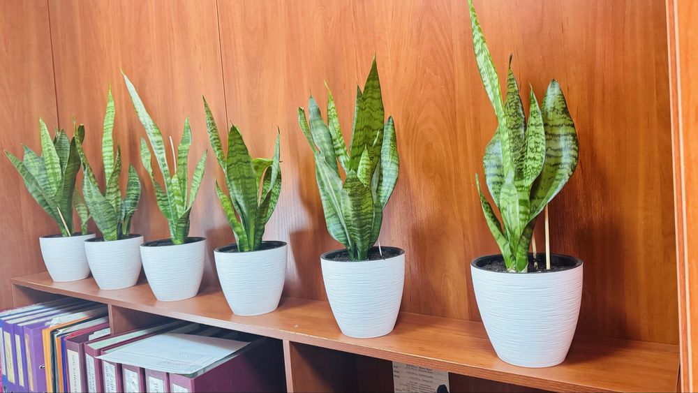 Горшки Сансиевьерии