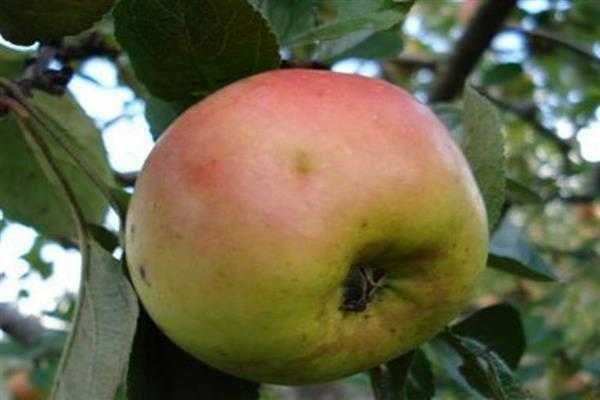Vând mere pentru suc sau palinca - Salaj