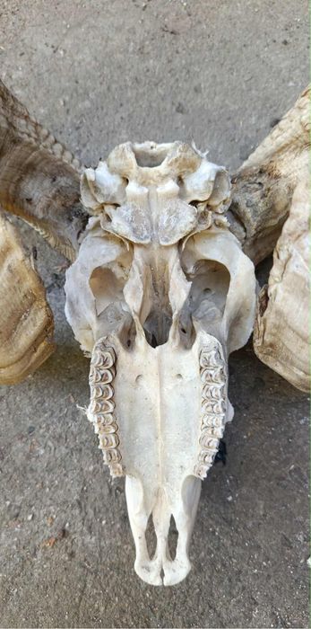 Череп на овен най-новото