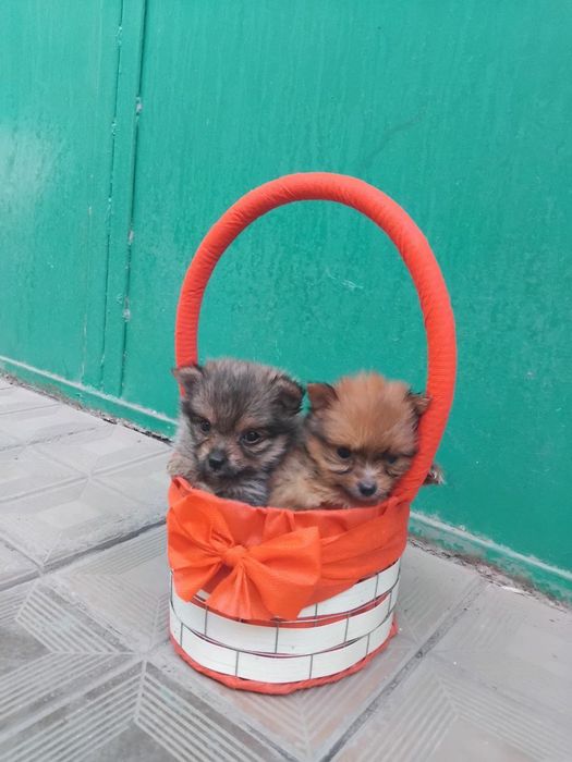 Продаётся мини йорк щенки 2 месяца торг уместен